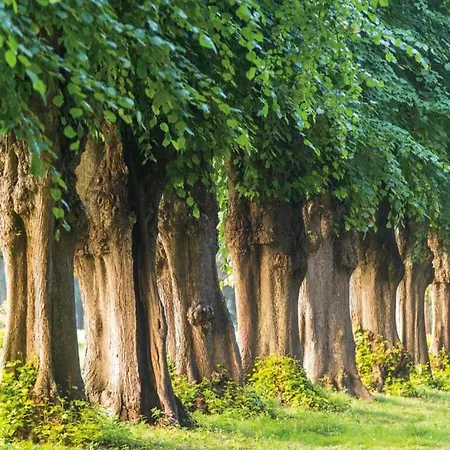Schoenes In Biendorf Mit Garten
