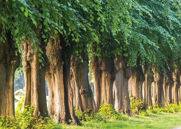 Schoenes In Biendorf Mit Garten